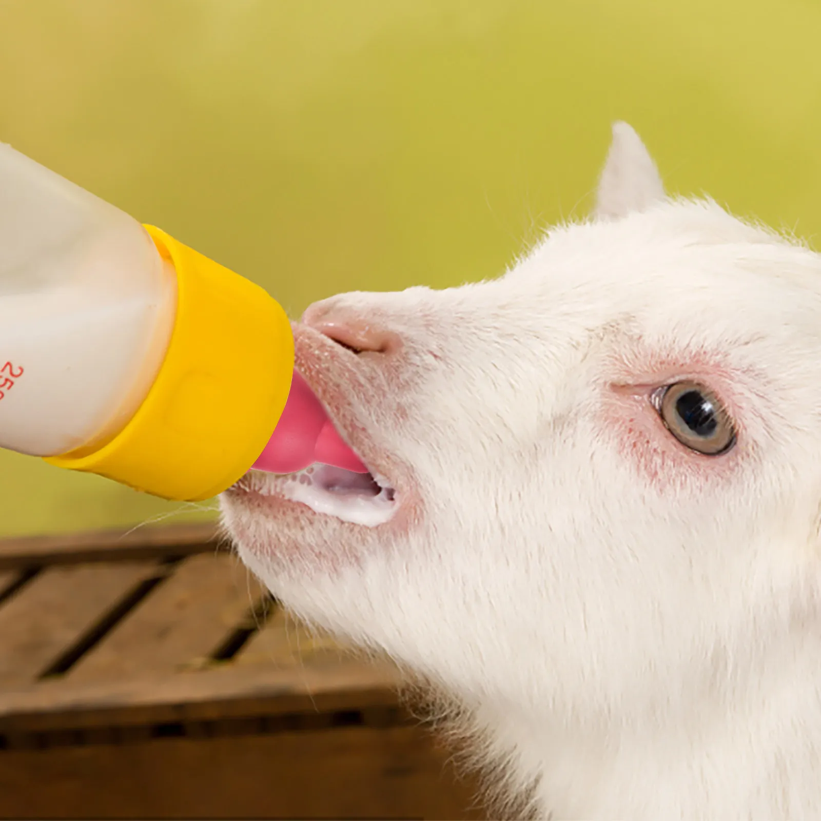 Durable Rubber Lamb Milk Bottle Pacifier Anti-Biting Easy Clean Livestock Feeding Nipples Sheep Calf Newborn Animals
Durable Rubber Lamb Milk Bottle Pacifier Anti-Biting Easy Clean Livestock Feeding Nipples Sheep Calf Newborn Animals