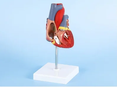 1: 1 Human Heart Model Anatomically Accurate Heart Model Life Size For Science Classroom Study, Numbered / Not Numbered
1: 1 Human Heart Model Anatomically Accurate Heart Model Life Size For Science Classroom Study, Numbered / Not Numbered
