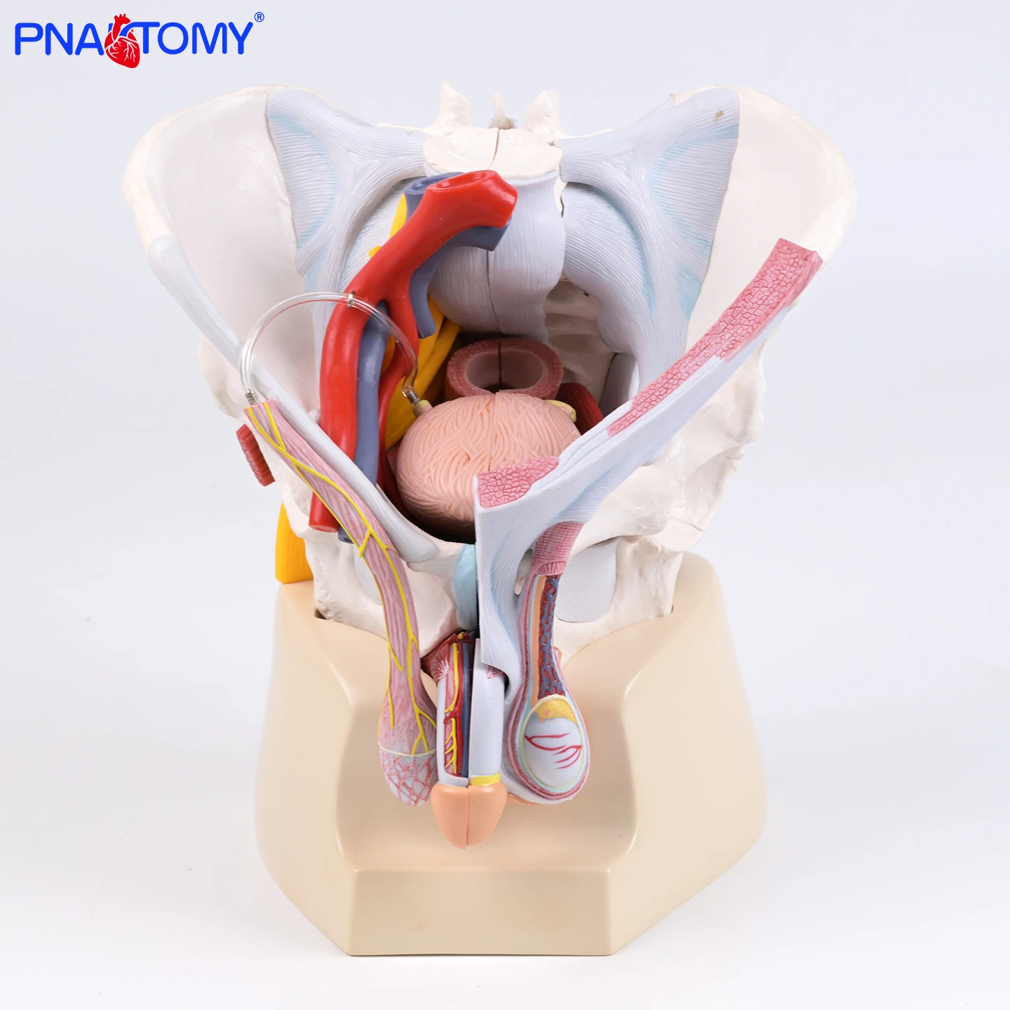 Male Pelvic Floor Muscles Model with Visceral Organs 7-Piece Anatomical Teaching Aid for Urogenital System Demonstration
Male Pelvic Floor Muscles Model with Visceral Organs 7-Piece Anatomical Teaching Aid for Urogenital System Demonstration