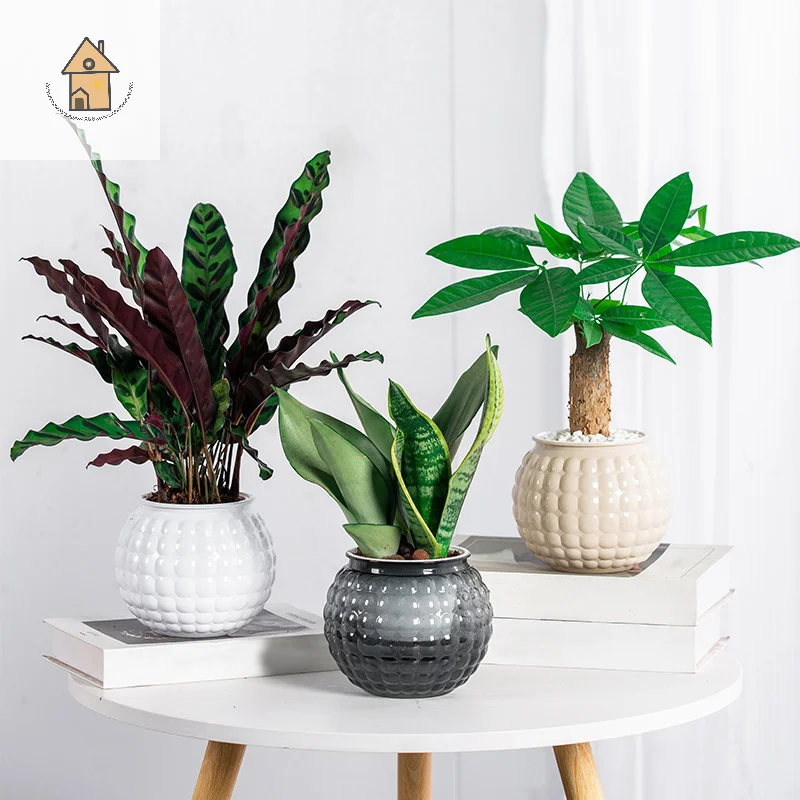 Mini Self Watering Flower Pot Fish Tank Transparent Plastic Plant Pots Self Watering Planter Pot Vase For Home Decoration
Mini Self Watering Flower Pot Fish Tank Transparent Plastic Plant Pots Self Watering Planter Pot Vase For Home Decoration