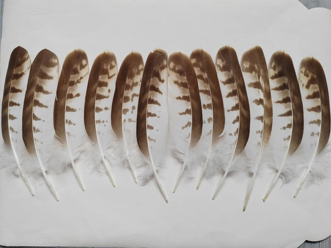 12Pcs/lot 20-25CM long Perfect Natural Round Eagle Quill Feathers Rare Carnival Eagle Feathers DIY Handicraft Decoration
12Pcs/lot 20-25CM long Perfect Natural Round Eagle Quill Feathers Rare Carnival Eagle Feathers DIY Handicraft Decoration