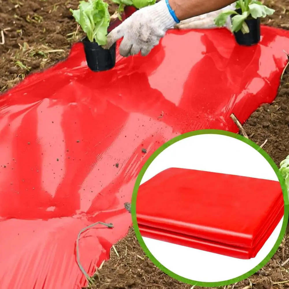 Sunlight-absorbing Mulch for Plants Plastic Mulch Film for Vegetable Fields Strawberries Tomatoes Peppers 4ft X 25ft Gardening
Sunlight-absorbing Mulch for Plants Plastic Mulch Film for Vegetable Fields Strawberries Tomatoes Peppers 4ft X 25ft Gardening