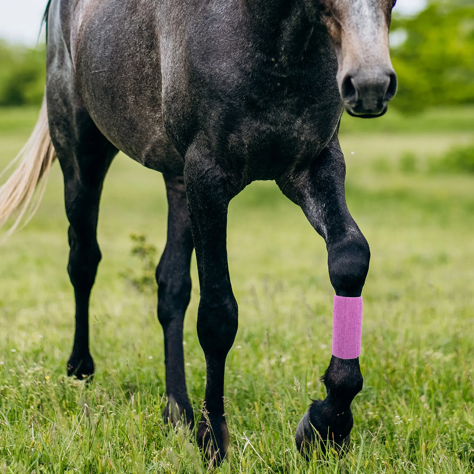 Horse Leg age 1 Roll Elastic Self Adhesive Breathable Wrap Multi function Elastic Animal Compact Animal
Horse Leg age 1 Roll Elastic Self Adhesive Breathable Wrap Multi function Elastic Animal Compact Animal