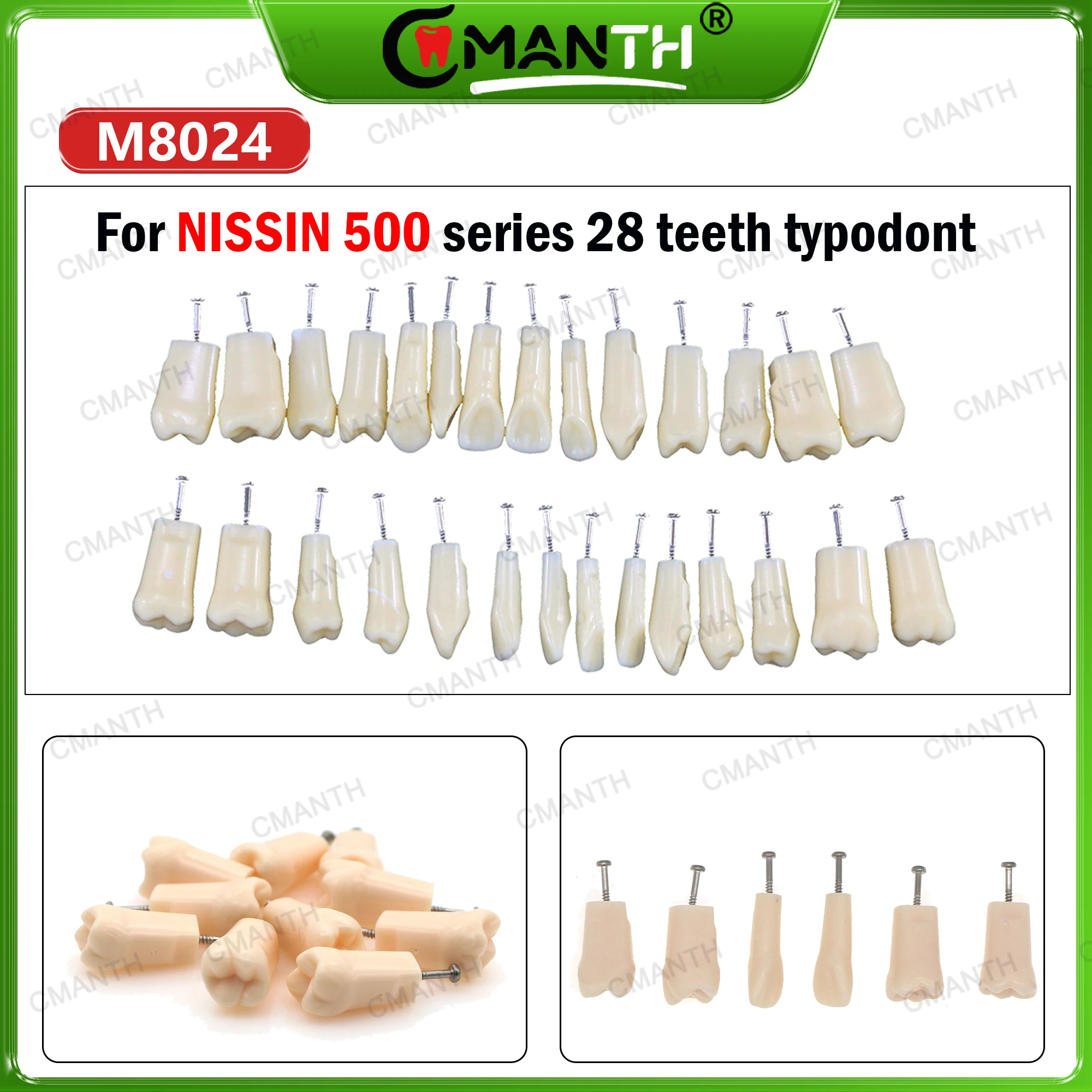 Dental Typodont Teeth Model 28Pcs Replacement fit NISSIN 500 Type Screw-in Resin Denture Practice Studyting Tooth Training
Dental Typodont Teeth Model 28Pcs Replacement fit NISSIN 500 Type Screw-in Resin Denture Practice Studyting Tooth Training