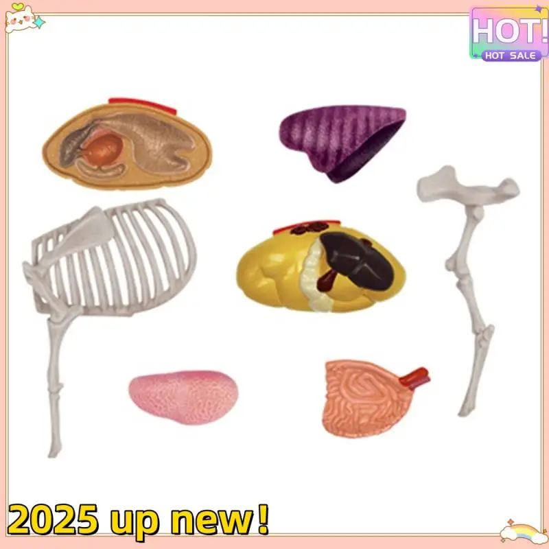 L47anew!-Animal Organ Anatomy Model 4D Cow Intelligence Assembling Toy Teaching Anatomy Model Cow Assembled Model Animal
L47anew!-Animal Organ Anatomy Model 4D Cow Intelligence Assembling Toy Teaching Anatomy Model Cow Assembled Model Animal