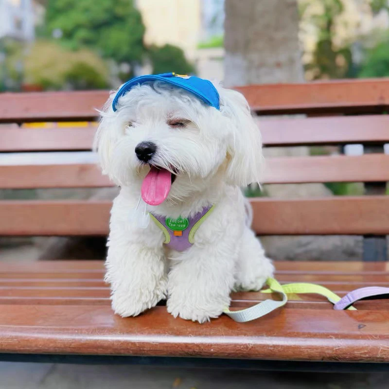 Spring Summer Pet Sunscreen Hat Outdoor Hat Ear Holes Cute Kawaii Baseball Cap for Small Media Large Dogs Breathable Cat Hat
Spring Summer Pet Sunscreen Hat Outdoor Hat Ear Holes Cute Kawaii Baseball Cap for Small Media Large Dogs Breathable Cat Hat