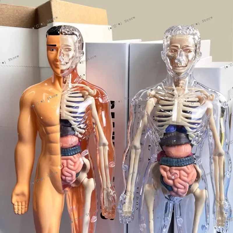 anatomical model, medical simulation, whole body internal organs, assembled torso, unplaned toys, teaching aids
anatomical model, medical simulation, whole body internal organs, assembled torso, unplaned toys, teaching aids
