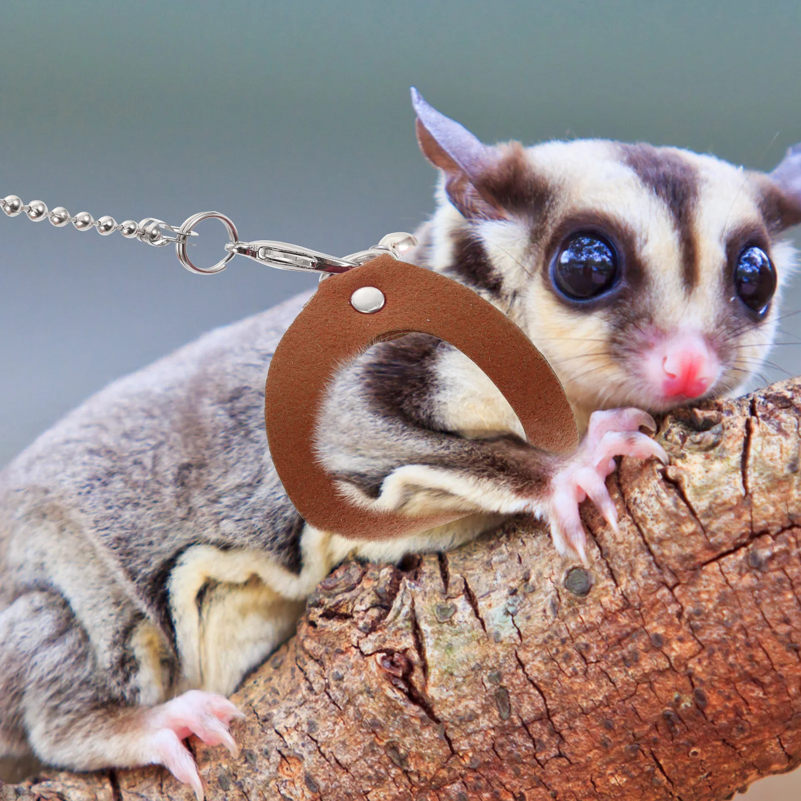 Sugar Glider Traction Rope Compact Lightweight Small Animal Harness Walking Mini Brown Stainless Steel Pet Supplies
Sugar Glider Traction Rope Compact Lightweight Small Animal Harness Walking Mini Brown Stainless Steel Pet Supplies
