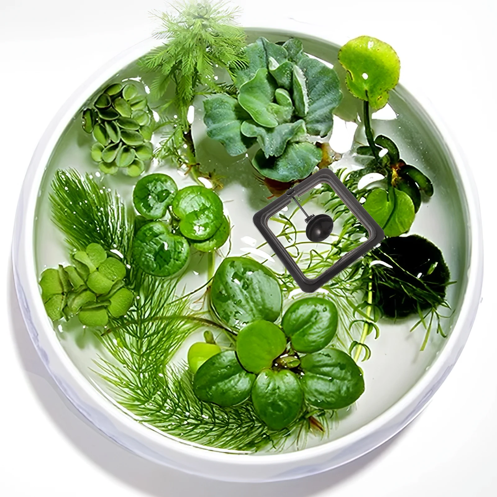 Fish Feeding Tank Ring Feeder Aquarium Fish Feeder Floating Food Circle Floating
Fish Feeding Tank Ring Feeder Aquarium Fish Feeder Floating Food Circle Floating