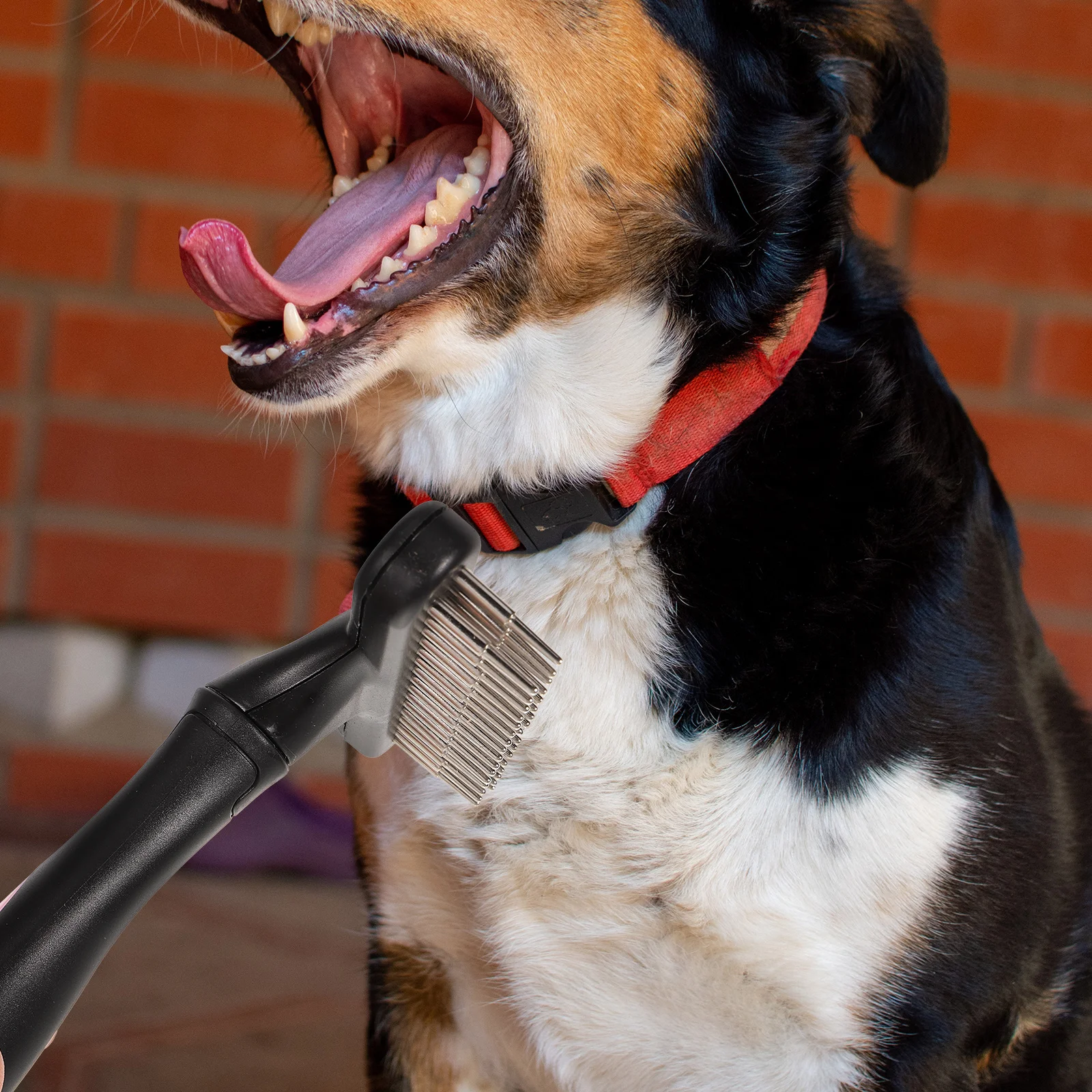 Pet Grooming Color Fine Metal Teeth for Dog Cat Hairbrush Horse Horse Groom Supplies Cleaning Brush Accessories
Pet Grooming Color Fine Metal Teeth for Dog Cat Hairbrush Horse Horse Groom Supplies Cleaning Brush Accessories