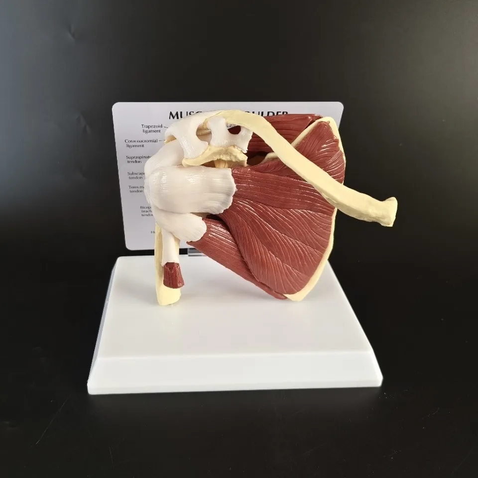 Human popular science shoulder joint model ligament muscle rehabilitation teaching medical orthopedics demonstration teaching
Human popular science shoulder joint model ligament muscle rehabilitation teaching medical orthopedics demonstration teaching