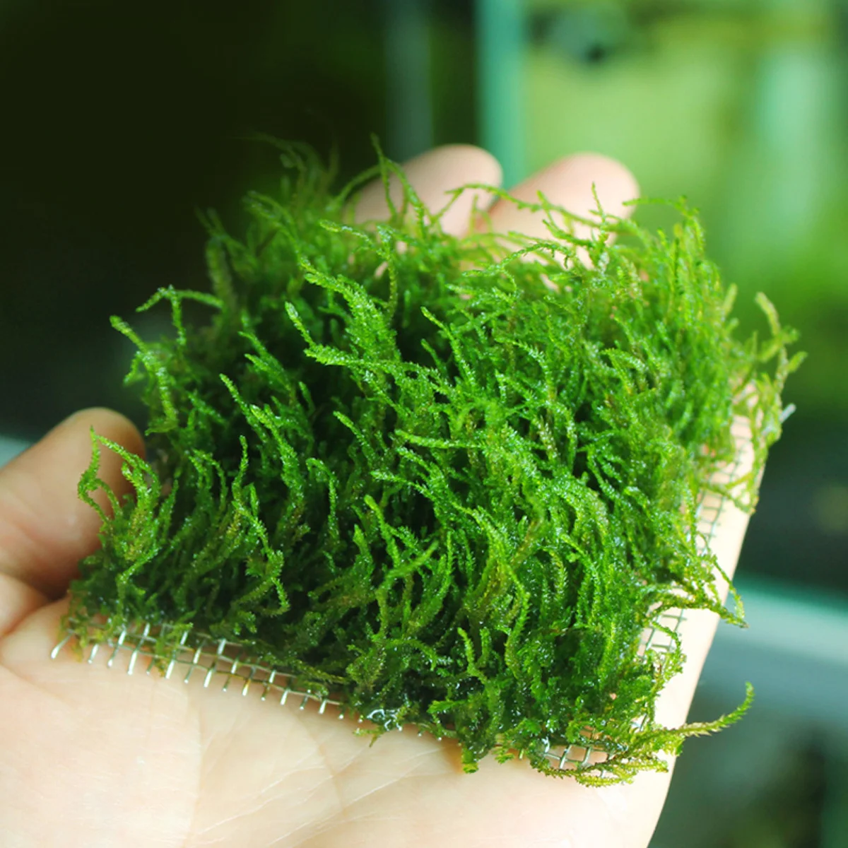 1 pc 304 Stainless Steel Wire Mesh Pad 8X8Cm Silver Rust Resistant Tear Proof Aquarium Plant Fixing Grid Diy Fish Tank Decor
1 pc 304 Stainless Steel Wire Mesh Pad 8X8Cm Silver Rust Resistant Tear Proof Aquarium Plant Fixing Grid Diy Fish Tank Decor