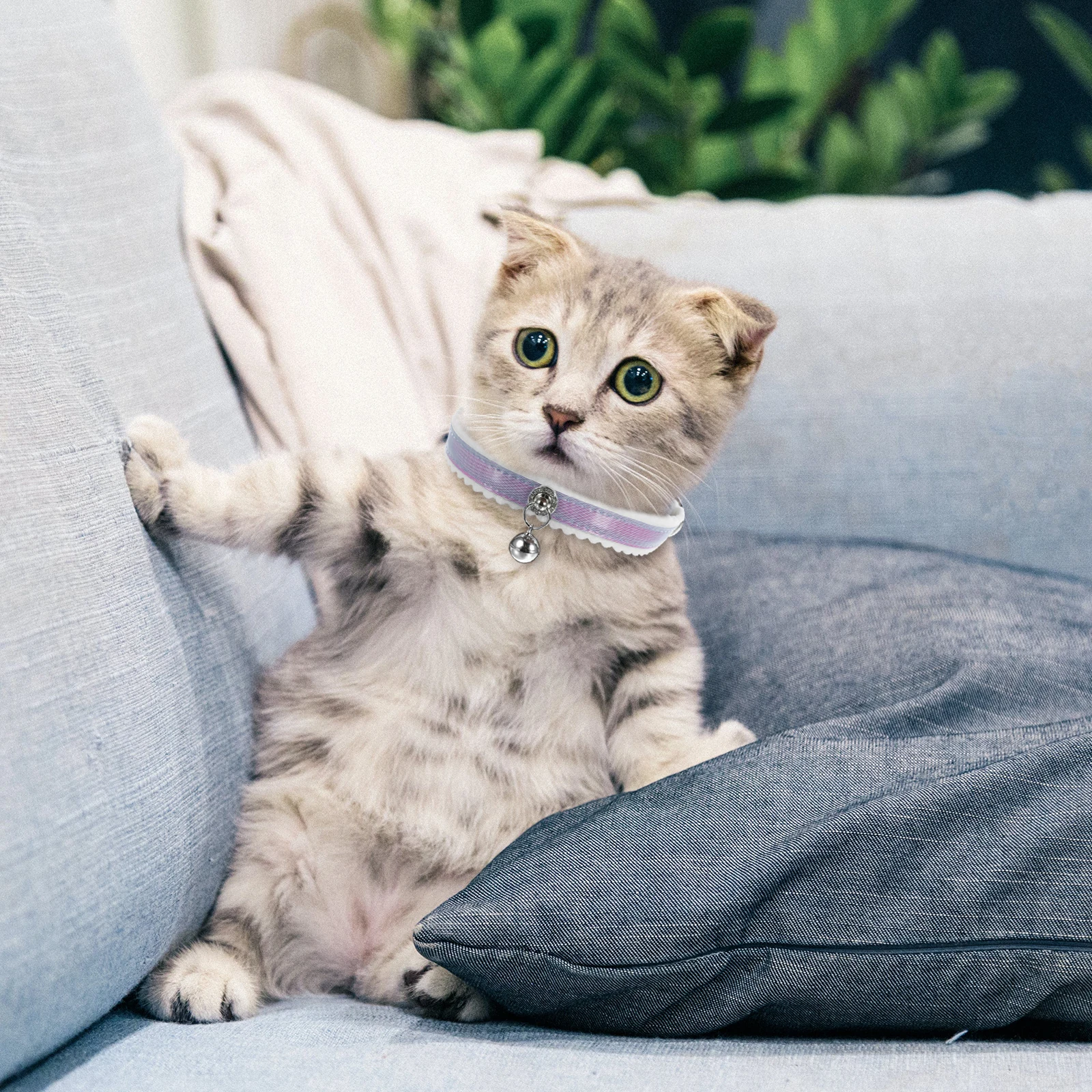 2Pcs Pet Collar Adjustable Bright Color Cat Dog Necklace Bell Point Pattern Decor Supply Medium Pets Comfortable
2Pcs Pet Collar Adjustable Bright Color Cat Dog Necklace Bell Point Pattern Decor Supply Medium Pets Comfortable