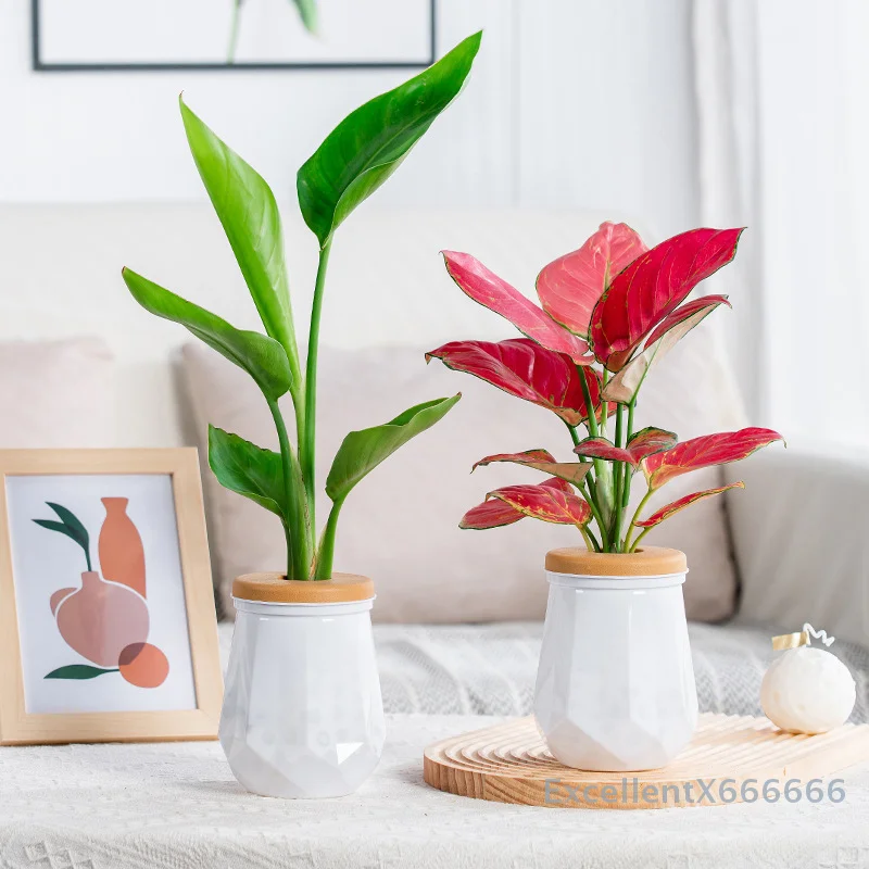 Creative Clear Plastic Flower Pot Self-Watering Vase Small Desktop Potted Plant for Home Garden Office Decor
Creative Clear Plastic Flower Pot Self-Watering Vase Small Desktop Potted Plant for Home Garden Office Decor