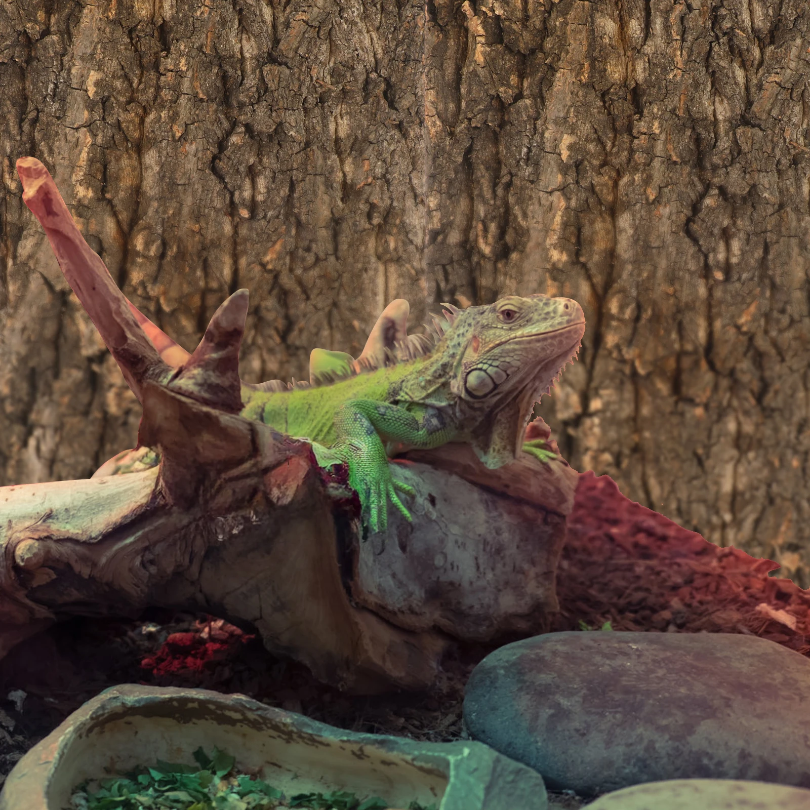 Climbing Bark Reptile Hide Basking Platform Terrarium Accessories Branch Enclosure Background
Climbing Bark Reptile Hide Basking Platform Terrarium Accessories Branch Enclosure Background