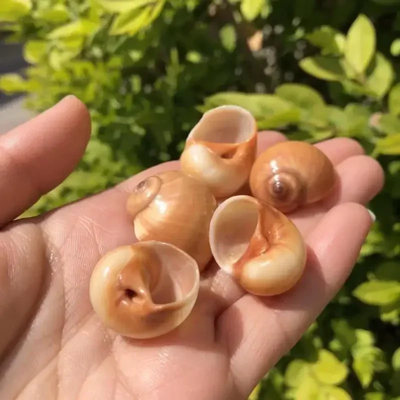 5pcs Natural conch shell specimen snail fish tank aquascape decoration hermit crab replacement
5pcs Natural conch shell specimen snail fish tank aquascape decoration hermit crab replacement