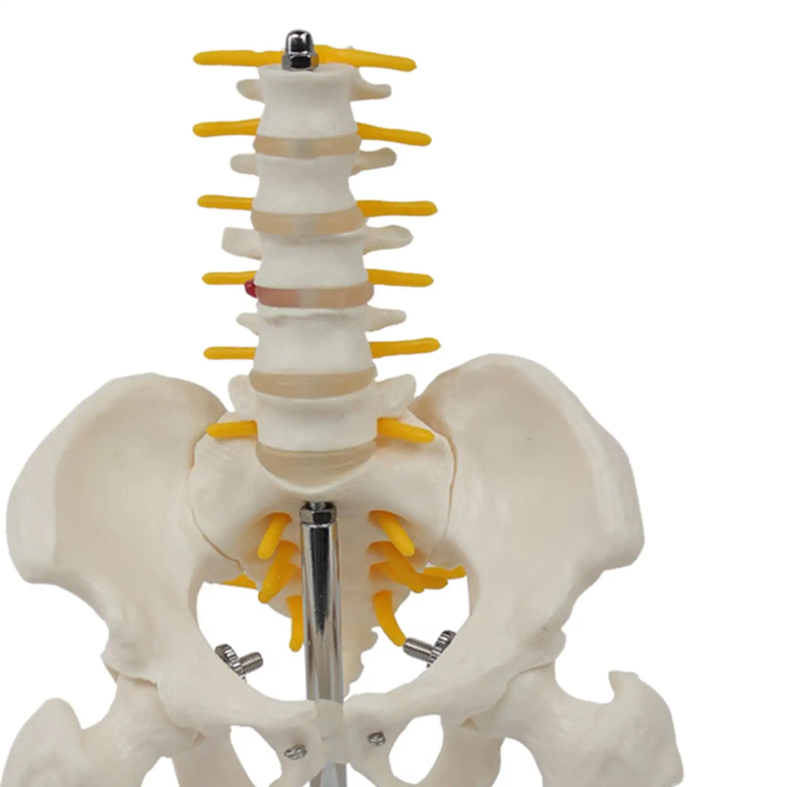 1:1 PVC Medium Spine with Vertebrae Teaching Tools Life Size
1:1 PVC Medium Spine with Vertebrae Teaching Tools Life Size