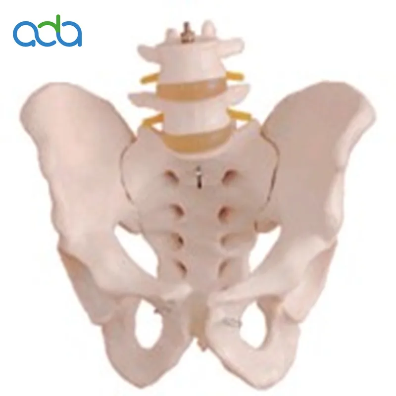 PVC Life Size Pelvic Model 2 Lumbar Vertebra Female Anatomic Human Skeleton Model BIX-A1039
PVC Life Size Pelvic Model 2 Lumbar Vertebra Female Anatomic Human Skeleton Model BIX-A1039