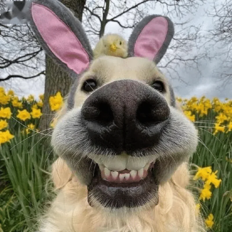 ДЛЯ радиоуправляемых машин 4WD Вездеходный кросс-кантри-автомобиль RC Water Land-амфибия 2,4G Игрушечный автомобиль с дистанционным управлением Детский подарок Тонкий продукт
ДЛЯ радиоуправляемых машин 4WD Вездеходный кросс-кантри-автомобиль RC Water Land-амфибия 2,4G Игрушечный автомобиль с дистанционным управлением Детский подарок Тонкий продукт