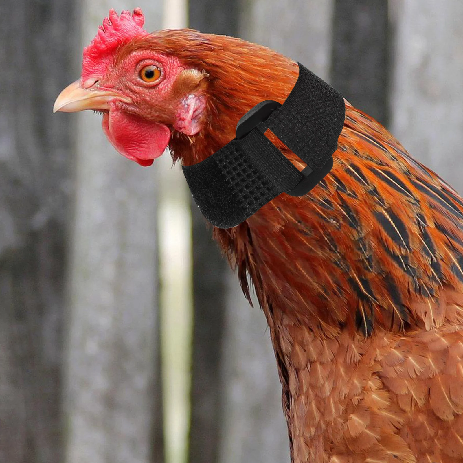 2Pcs No Crow Rooster Collar Red Flexible Anti Disturbing Neckband Comfortable Daily Use Replaceable Chicken Crowing-Proof
2Pcs No Crow Rooster Collar Red Flexible Anti Disturbing Neckband Comfortable Daily Use Replaceable Chicken Crowing-Proof