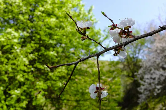 Шины 1.0 дюйма D399 / Латунные диски D398 для радиоуправляемых краулеров 1/18 TRX4M SCX24 FMS Ascent-18
Шины 1.0 дюйма D399 / Латунные диски D398 для радиоуправляемых краулеров 1/18 TRX4M SCX24 FMS Ascent-18