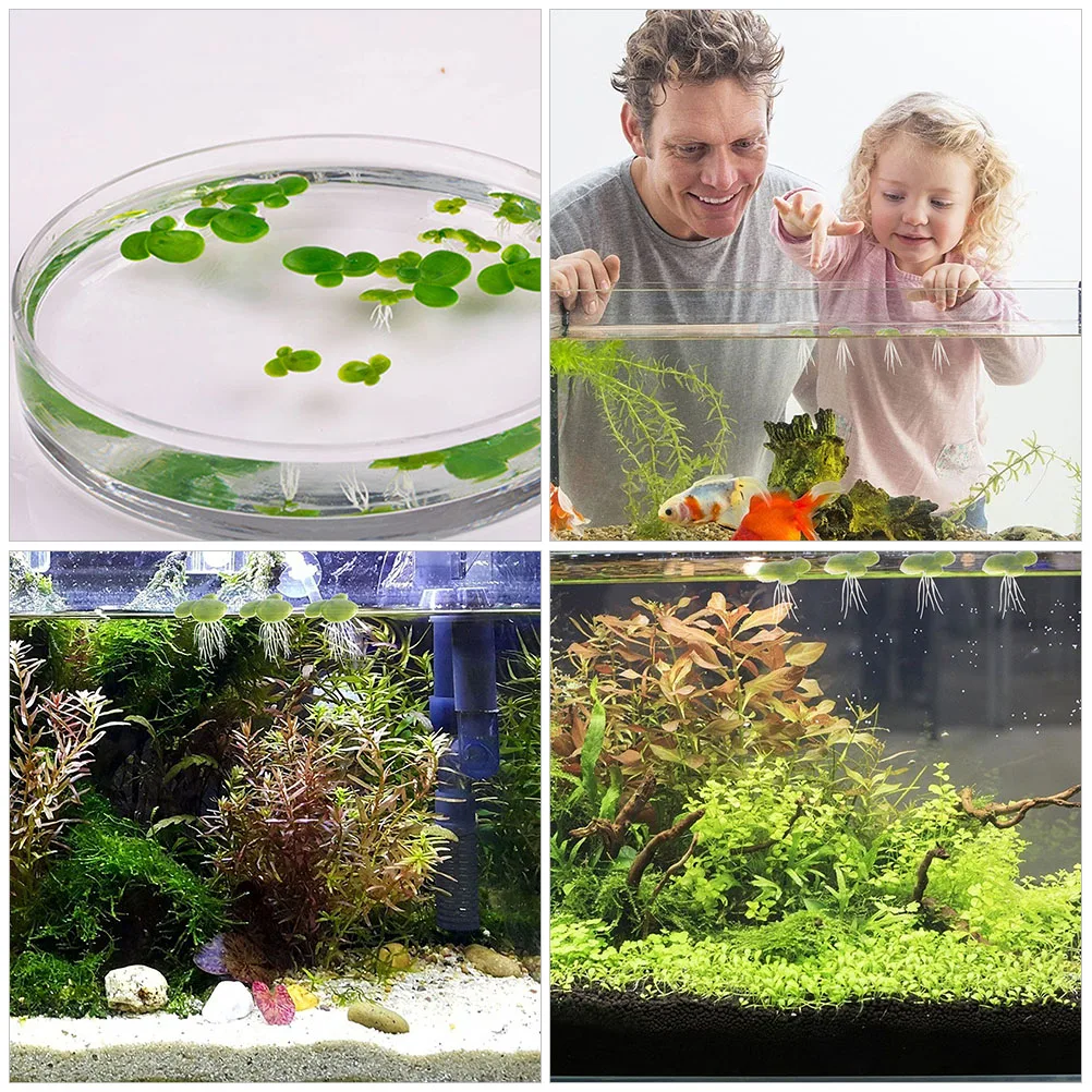 18 Pcs Artificial Duckweed Aquarium Décor Plastic Plants Floating Decor Light tank plant decor simulation floating
18 Pcs Artificial Duckweed Aquarium Décor Plastic Plants Floating Decor Light tank plant decor simulation floating