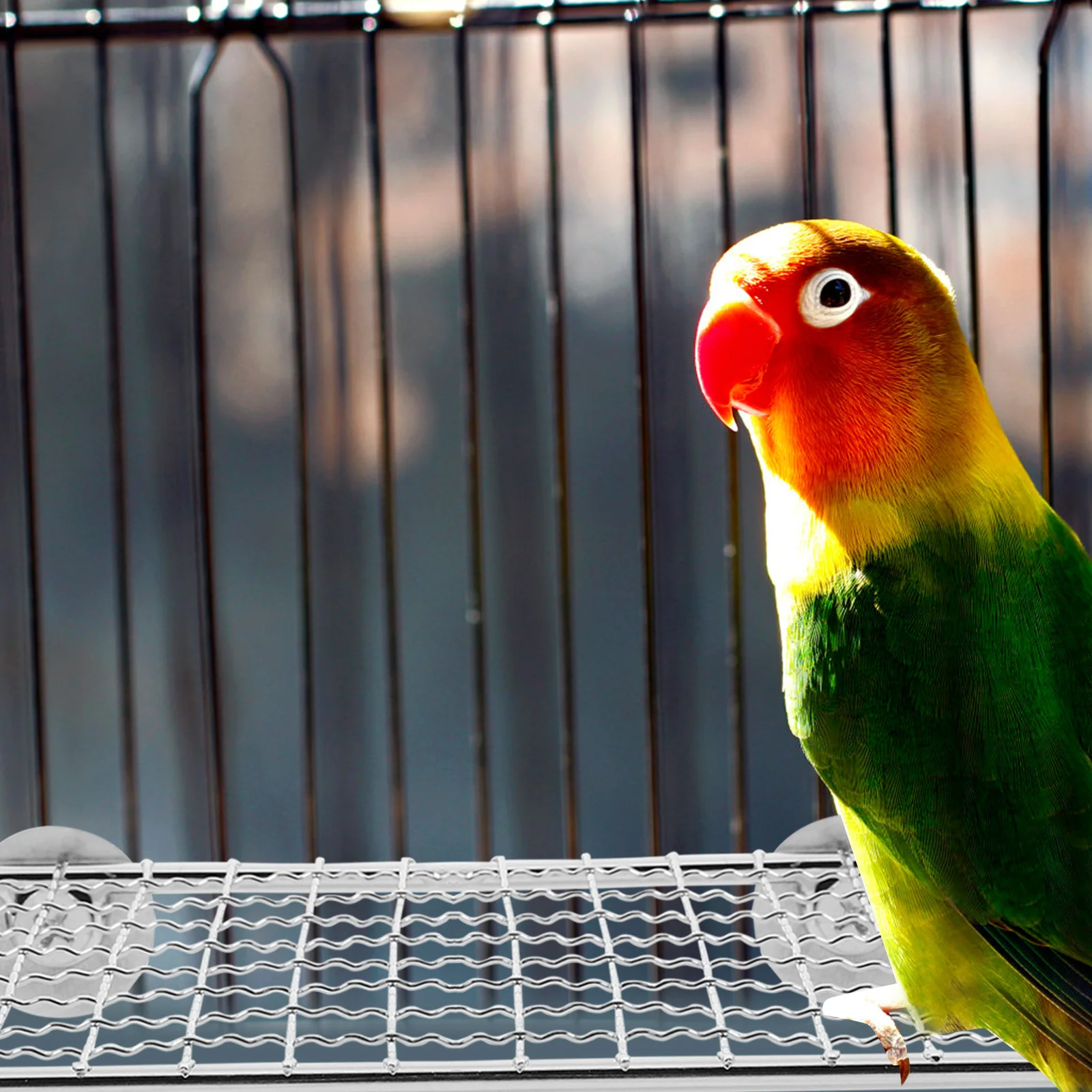 2Pcs Parrot Resting Platform Stainless Steel Secure Bird Perch Stand Cage Rack for Parakeets Cockatiels Medium Birds
2Pcs Parrot Resting Platform Stainless Steel Secure Bird Perch Stand Cage Rack for Parakeets Cockatiels Medium Birds