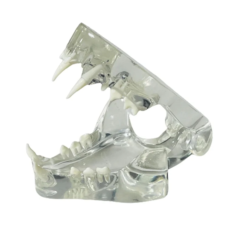QWE-Tooth Anatomy Model Animal Oral Jaw For Veterinary Office Educational Tool 
QWE-Tooth Anatomy Model Animal Oral Jaw For Veterinary Office Educational Tool