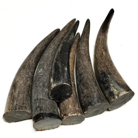 1 PC Solid Yak Horns Authentic Black OX Horn Tibetan Crafts Raw Engraving Materials for Cigarette Holder Buddha Bead