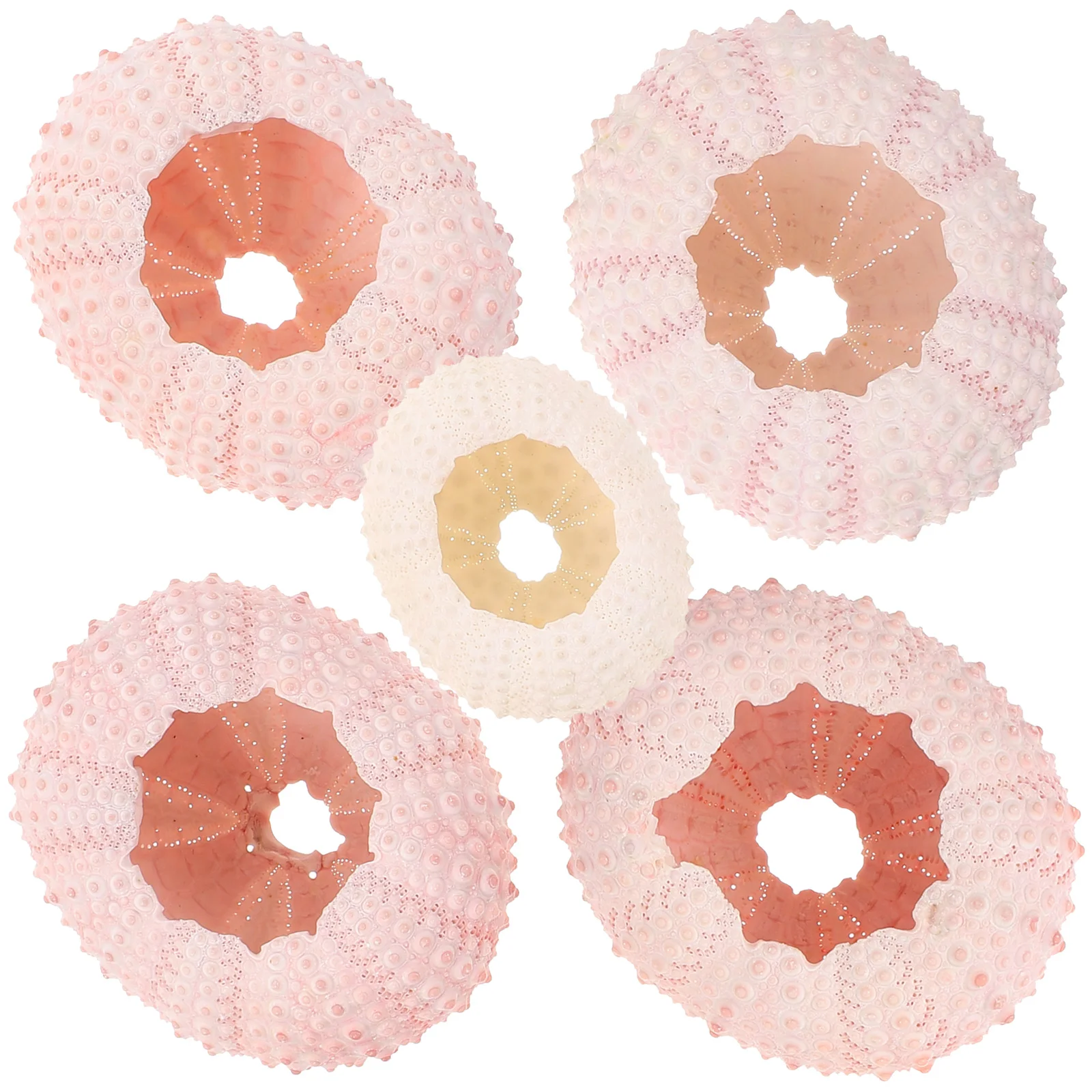 5 Pcs Tillandsia Containers Sea Urchin Shells DIY Hand Craft Material Natural Plants Air Planting Pot
5 Pcs Tillandsia Containers Sea Urchin Shells DIY Hand Craft Material Natural Plants Air Planting Pot