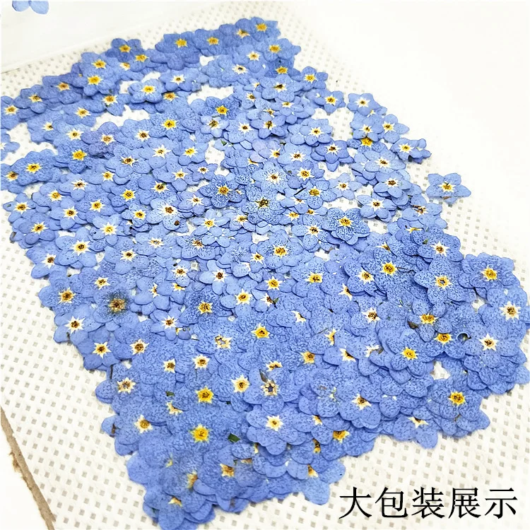 100Pcs Mini Forget-Me-Not Boxed Real Dried Flowers Pressed Flower Pack Plant Specimens Trendy Nail Art Resin Accessories Pressed Flowers DIY Materials Candle Bookmarks Crafts Decoration
100Pcs Mini Forget-Me-Not Boxed Real Dried Flowers Pressed Flower Pack Plant Specimens Trendy Nail Art Resin Accessories Pressed Flowers DIY Materials Candle Bookmarks Crafts Decoration