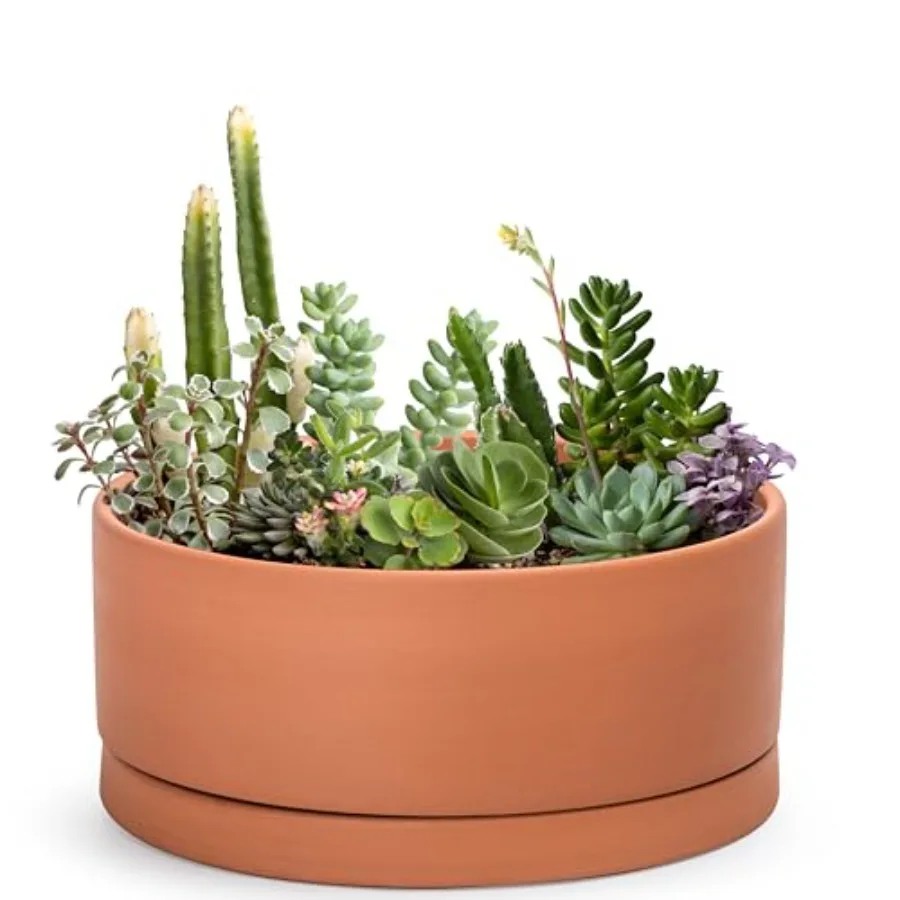 Succulent Terracotta Shallow Pot with Drainage Hole and Saucer, Round Cylder Planter Pot for Plant Flower, 40-Y-C-0
Succulent Terracotta Shallow Pot with Drainage Hole and Saucer, Round Cylder Planter Pot for Plant Flower, 40-Y-C-0