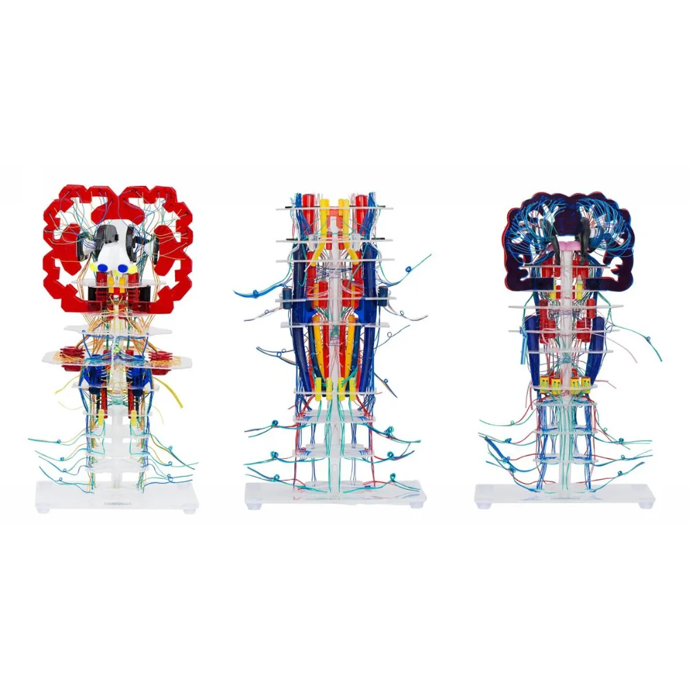 Internal Structure and Conduction Model of Transparent Brainstem Medical Science Nervous System Anatomy Simulator for Medico Col
Internal Structure and Conduction Model of Transparent Brainstem Medical Science Nervous System Anatomy Simulator for Medico Col