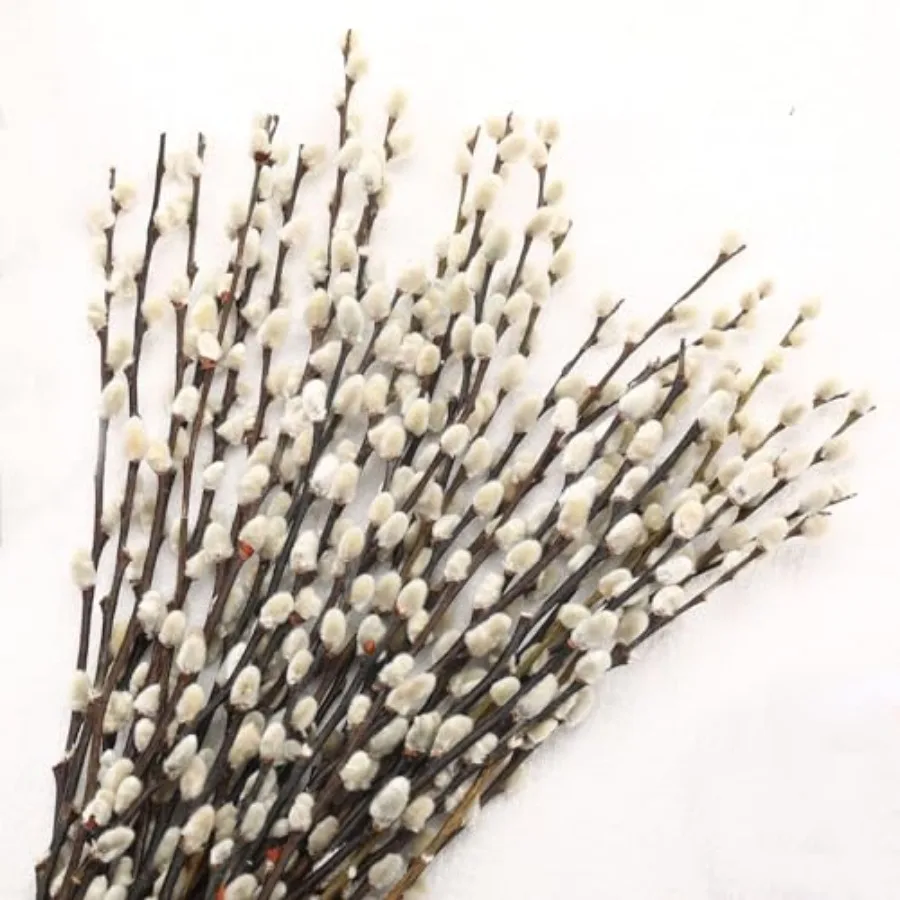 Natural Preserved Dried PussyWillow Branches for Vases, 25 Stems Real Willows, 17" Snow Pussywillows, Dried Flowers for Indoor
Natural Preserved Dried PussyWillow Branches for Vases, 25 Stems Real Willows, 17" Snow Pussywillows, Dried Flowers for Indoor