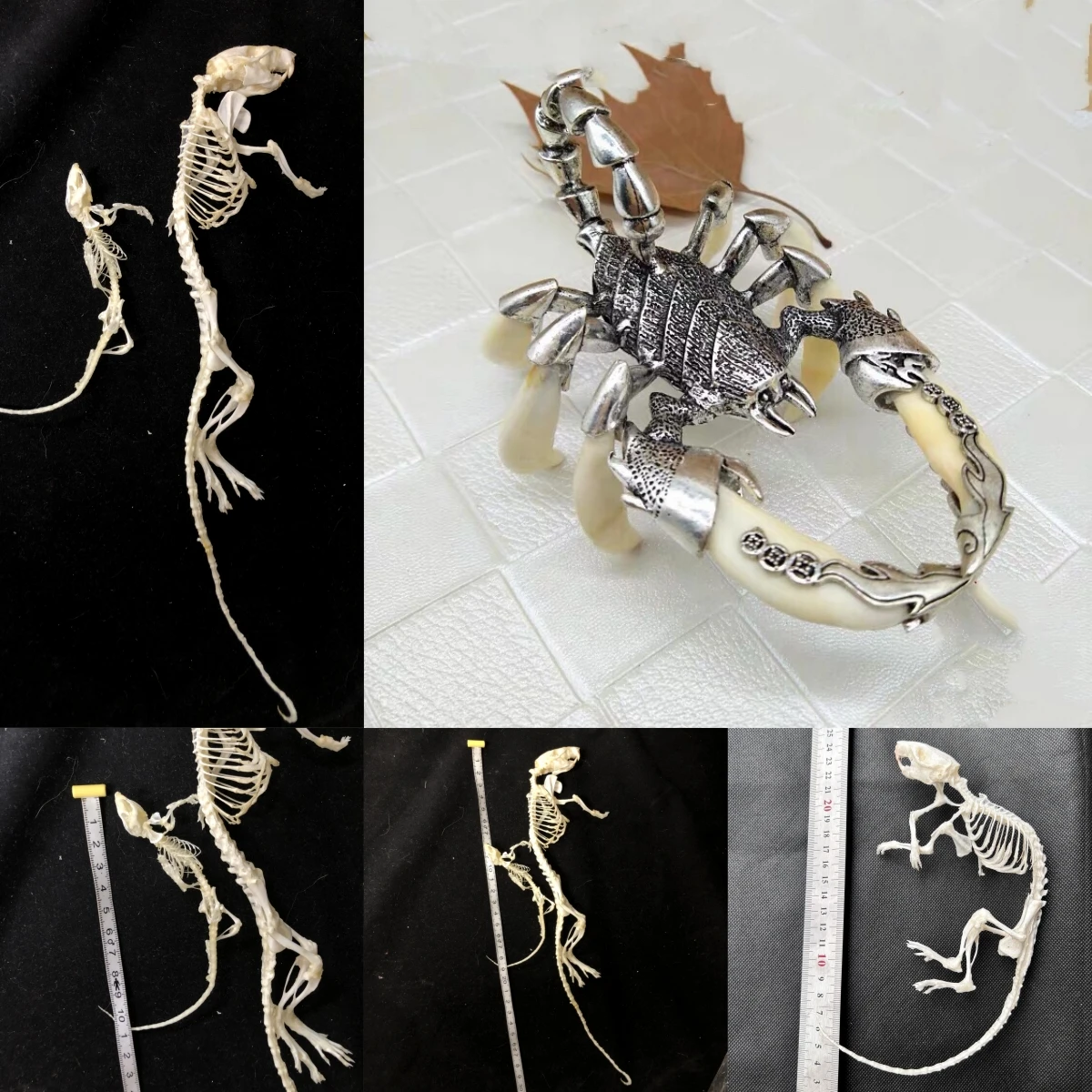 2247 Wholesale 1/5/10 Pcs Adjustable Pose Rat Skeleton Art DIY Craft Kit Halloween Gothic Home Decor Handmade Resin Sculpture
2247 Wholesale 1/5/10 Pcs Adjustable Pose Rat Skeleton Art DIY Craft Kit Halloween Gothic Home Decor Handmade Resin Sculpture
