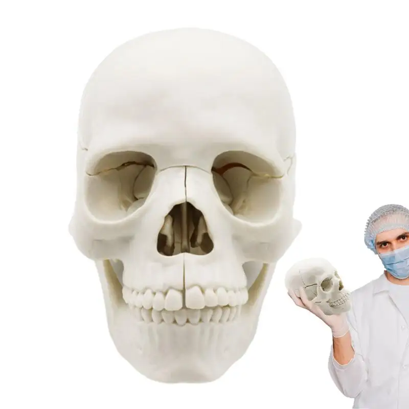 Skull Model Life Size 15-Part Skull Heads For Skull Anatomy Upgraded Studying Skull Caps Human Head Skull Fake Anatomy Skull
Skull Model Life Size 15-Part Skull Heads For Skull Anatomy Upgraded Studying Skull Caps Human Head Skull Fake Anatomy Skull