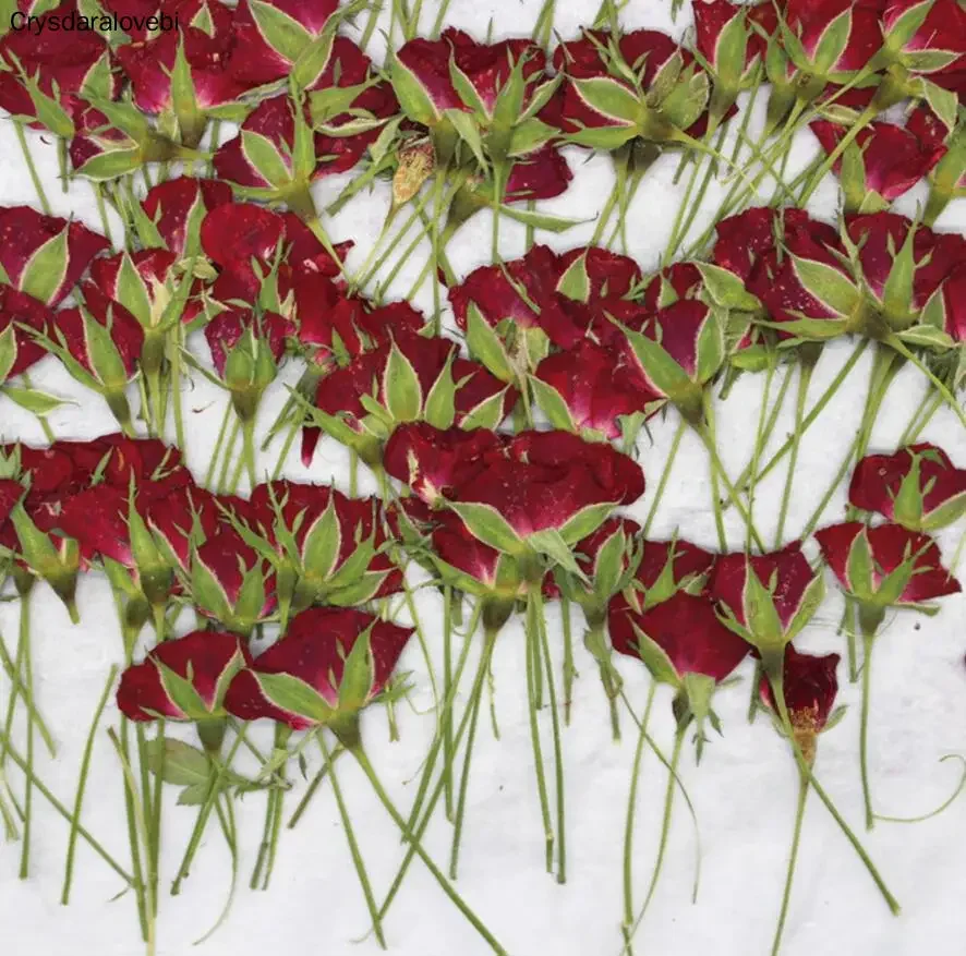 прессованные сушеные цветы розы, растения, гербарий для изготовления ювелирных изделий из смолы, рамка для открытки, чехол для телефона, ремесло «сделай сам»
прессованные сушеные цветы розы, растения, гербарий для изготовления ювелирных изделий из смолы, рамка для открытки, чехол для телефона, ремесло «сделай сам»