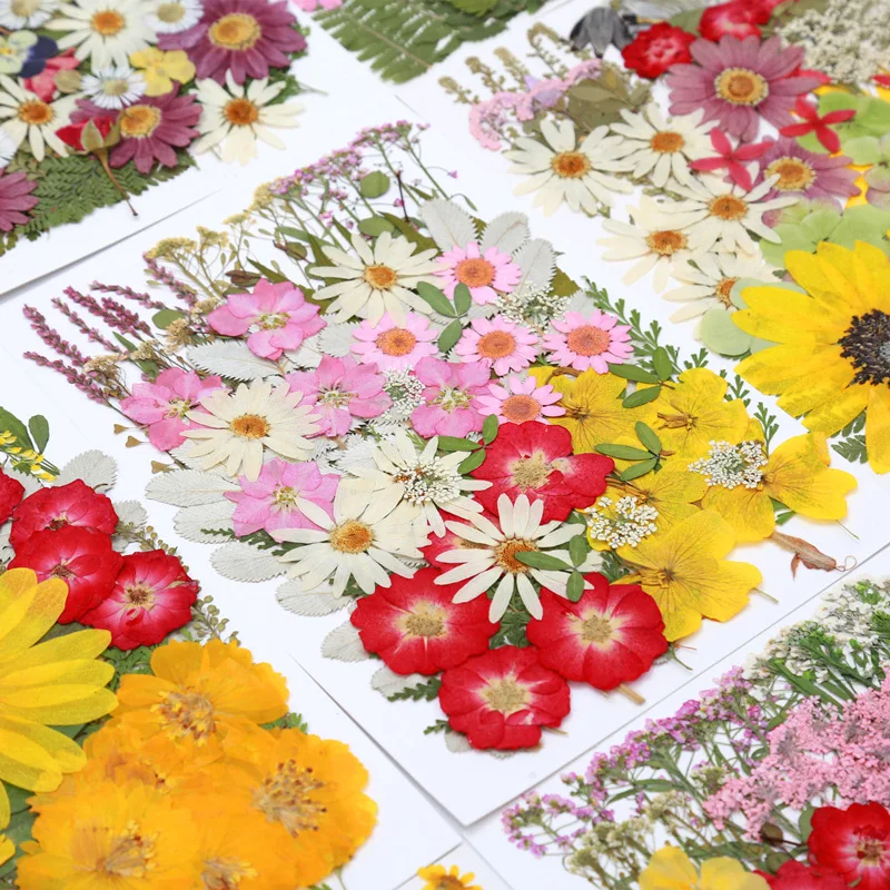 Dried Flower and Pressed Flower Material Pack, 45-110 Large Combination Pack, Plant Photo Frame, Journal Stickers, Children's Crafts, Team Building Activities
Dried Flower and Pressed Flower Material Pack, 45-110 Large Combination Pack, Plant Photo Frame, Journal Stickers, Children's Crafts, Team Building Activities