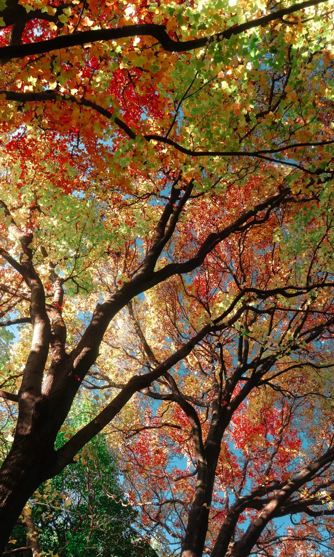 Портативная подтяжка лица Hefu 2-в-1 Подтяжка лица Салонное оборудование для подтяжки кожи с профессиональной функцией лифтинга лица и тела
Портативная подтяжка лица Hefu 2-в-1 Подтяжка лица Салонное оборудование для подтяжки кожи с профессиональной функцией лифтинга лица и тела