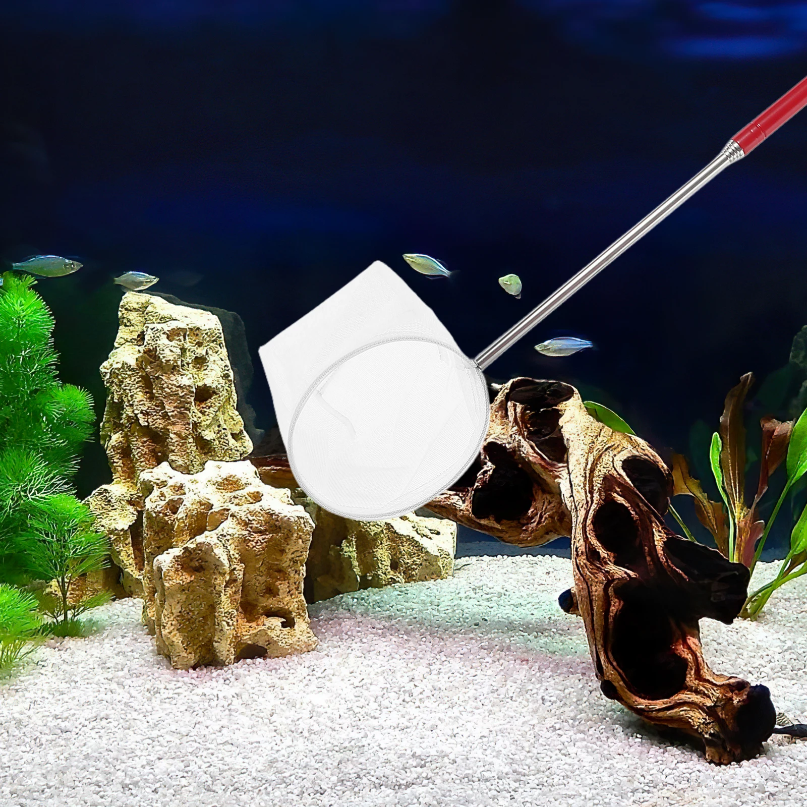 Small Telescopic Shrimp Net Easy-to-clean Aquarium Fish Tank Accessories Multipurpose Stainless Steel Adjustable Handle
Small Telescopic Shrimp Net Easy-to-clean Aquarium Fish Tank Accessories Multipurpose Stainless Steel Adjustable Handle