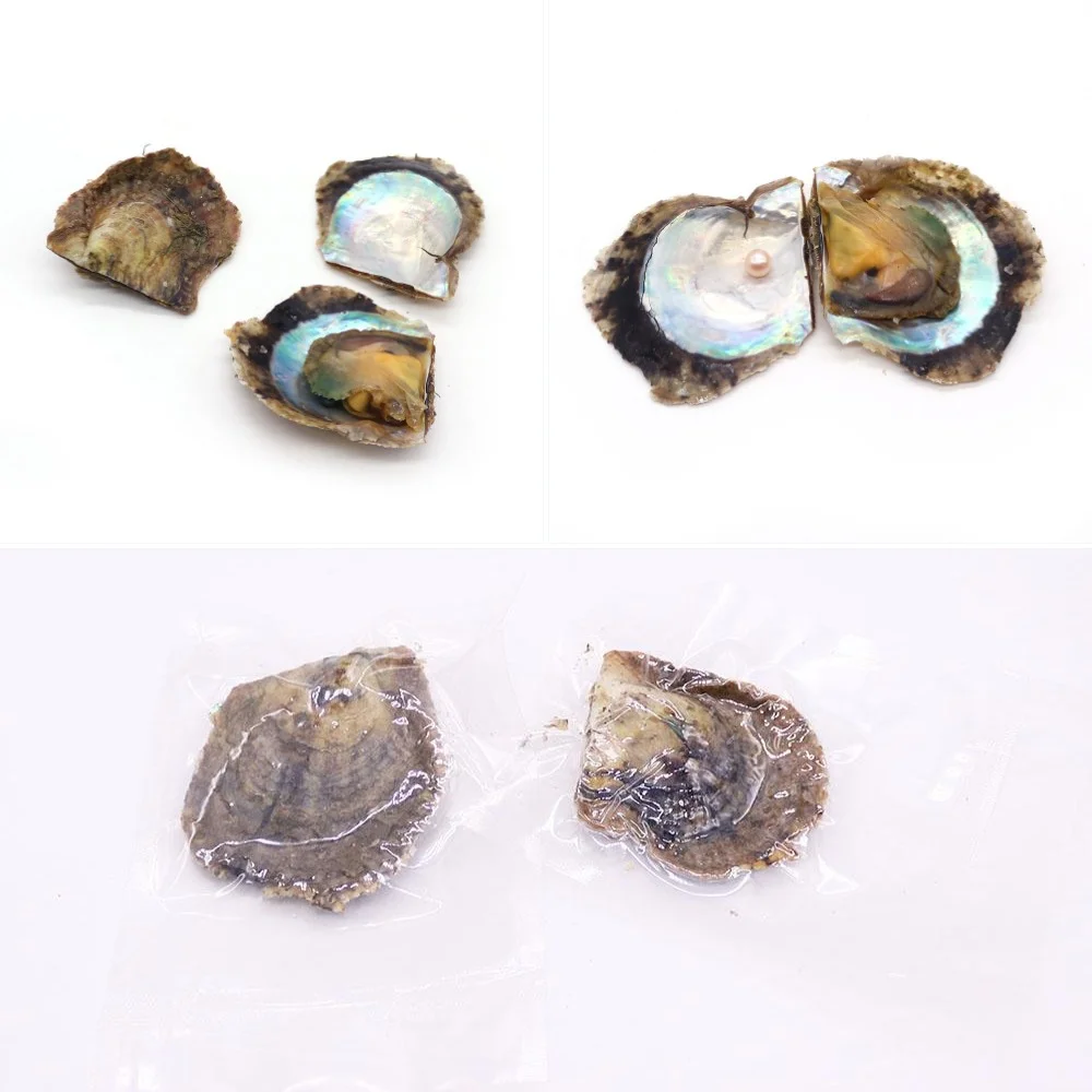 Vacuum-packed Small Seawater Mussels 10 Pcs/pack with A Randomly Colored Round Pearl Bead Handmade Fashion Jewelry Material
Vacuum-packed Small Seawater Mussels 10 Pcs/pack with A Randomly Colored Round Pearl Bead Handmade Fashion Jewelry Material