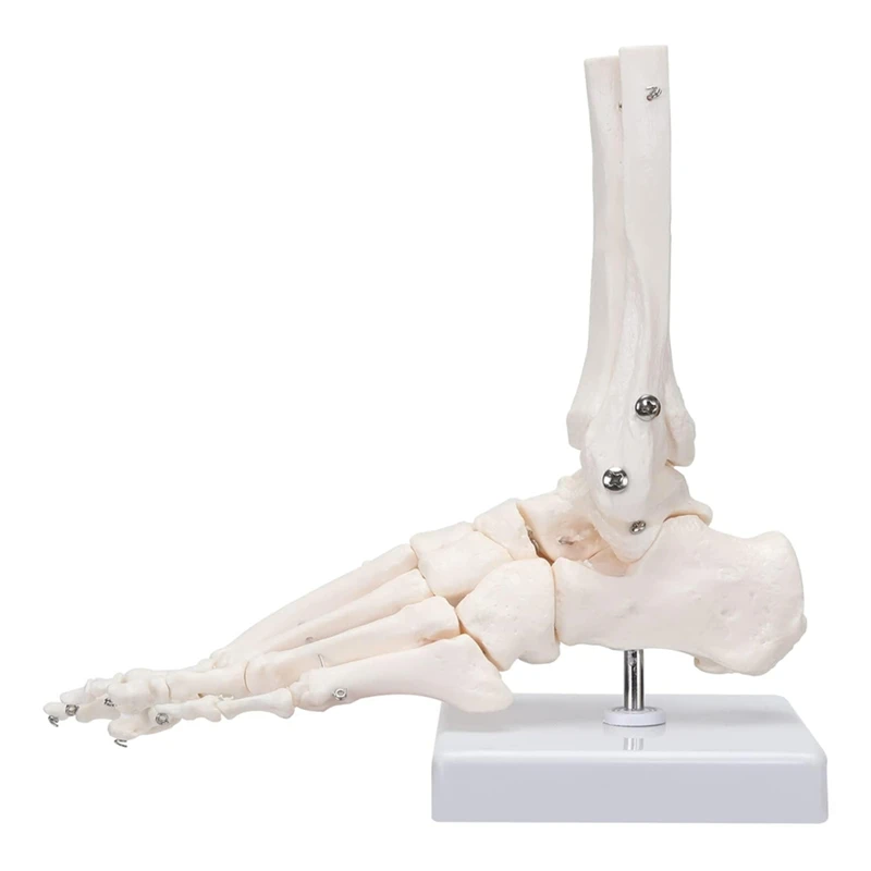 A69F-Foot Skeletal Model,Tarsus, Metatarsal And Phalanges Of The Human Left Foot, Simulating Natural Motion
A69F-Foot Skeletal Model,Tarsus, Metatarsal And Phalanges Of The Human Left Foot, Simulating Natural Motion