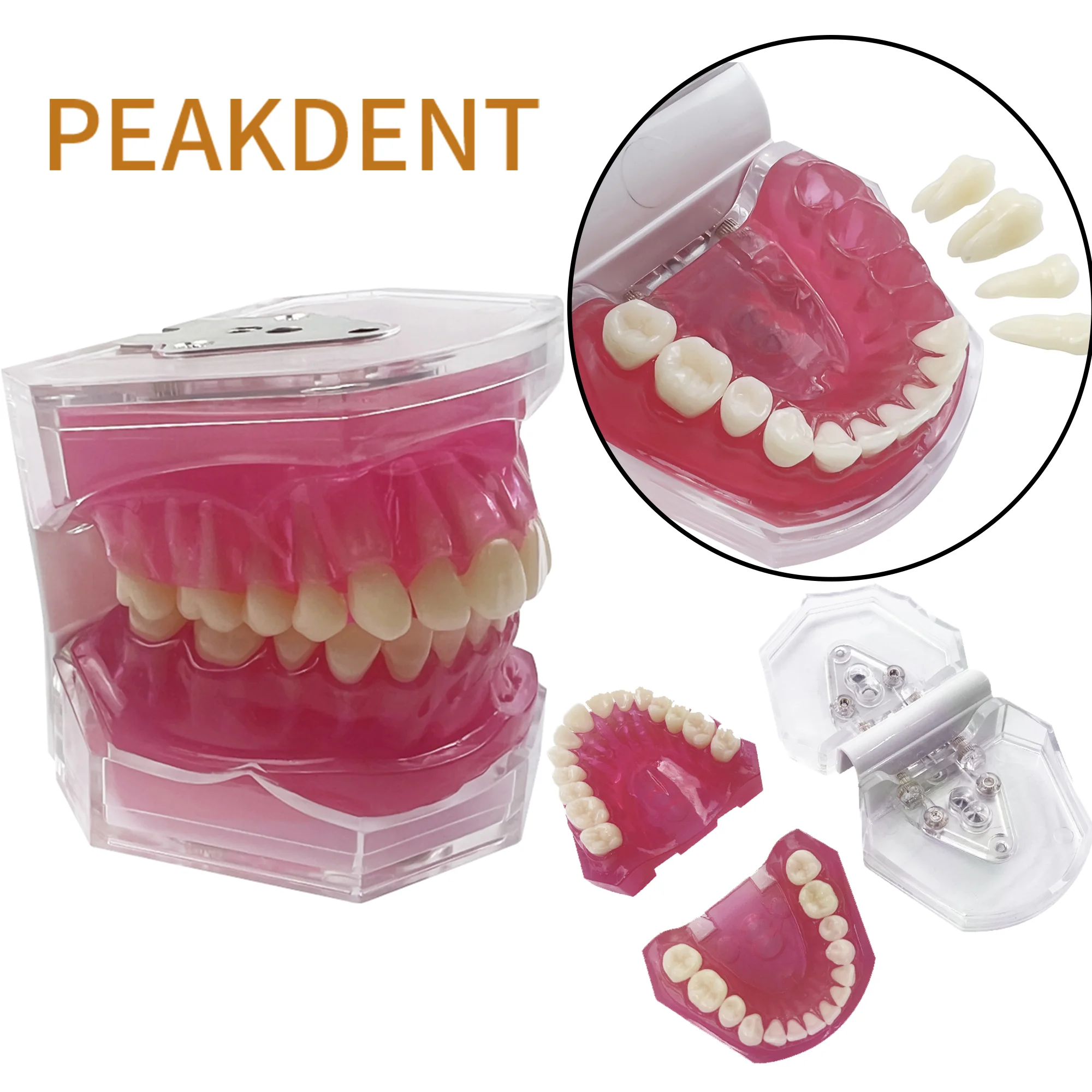 Dental Model With Removable Teeth Dentistry Standard Teeth Model With Soft Gum For Studying Education Display Medical Research
Dental Model With Removable Teeth Dentistry Standard Teeth Model With Soft Gum For Studying Education Display Medical Research
