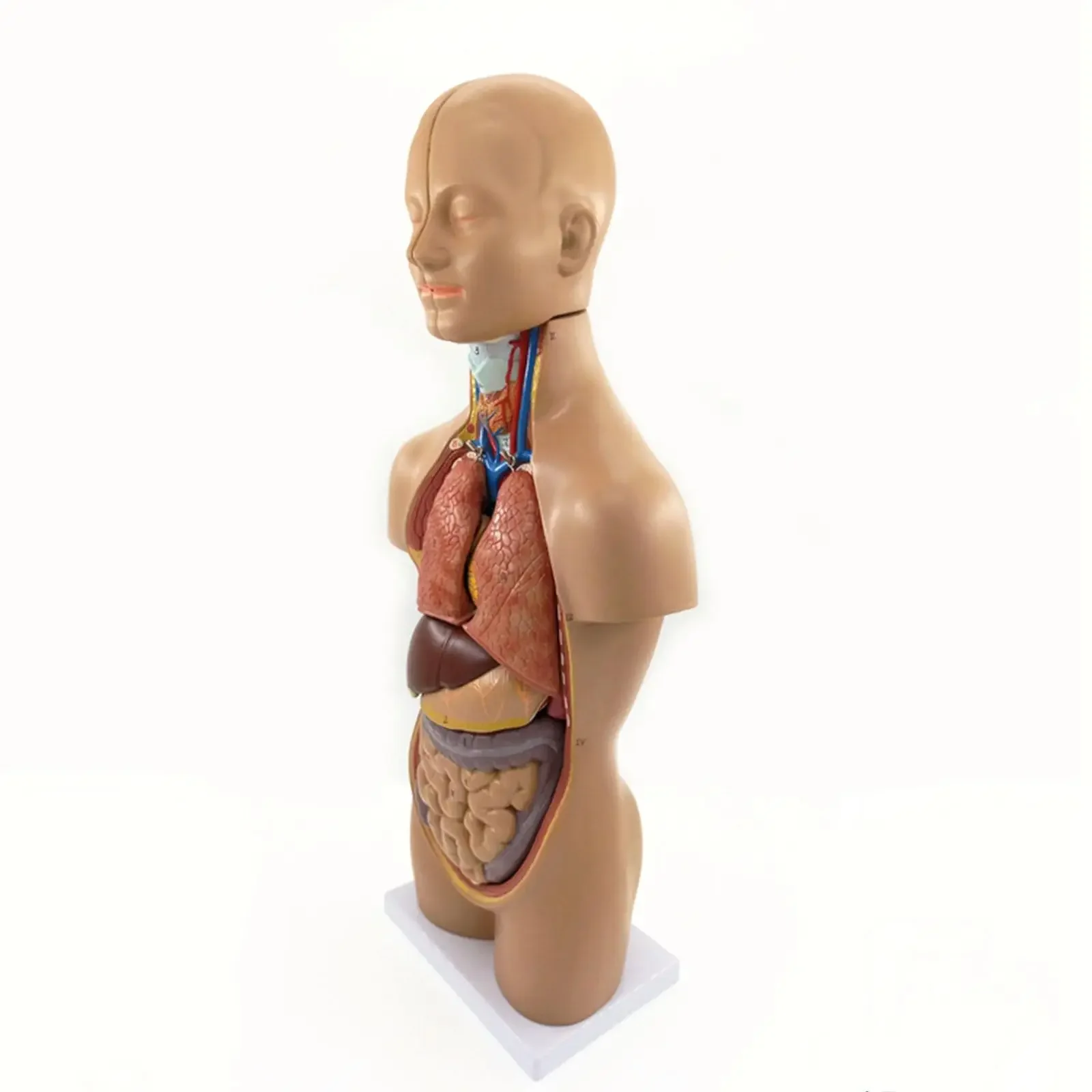 50CM Height l 12 Parts Set Anatomical Human Body Mini Torso Mode Medical Science Easy to Install
50CM Height l 12 Parts Set Anatomical Human Body Mini Torso Mode Medical Science Easy to Install