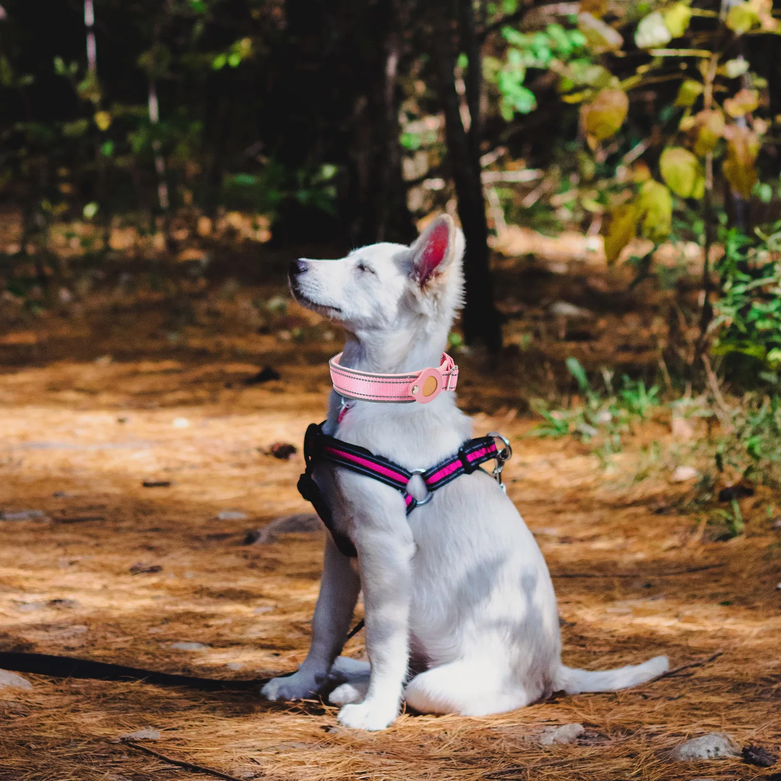 1pc Pet Collar Protector Nylon Anti-Lost Belt For Dogs Case Compatible With Airtags Reflective Design
1pc Pet Collar Protector Nylon Anti-Lost Belt For Dogs Case Compatible With Airtags Reflective Design
