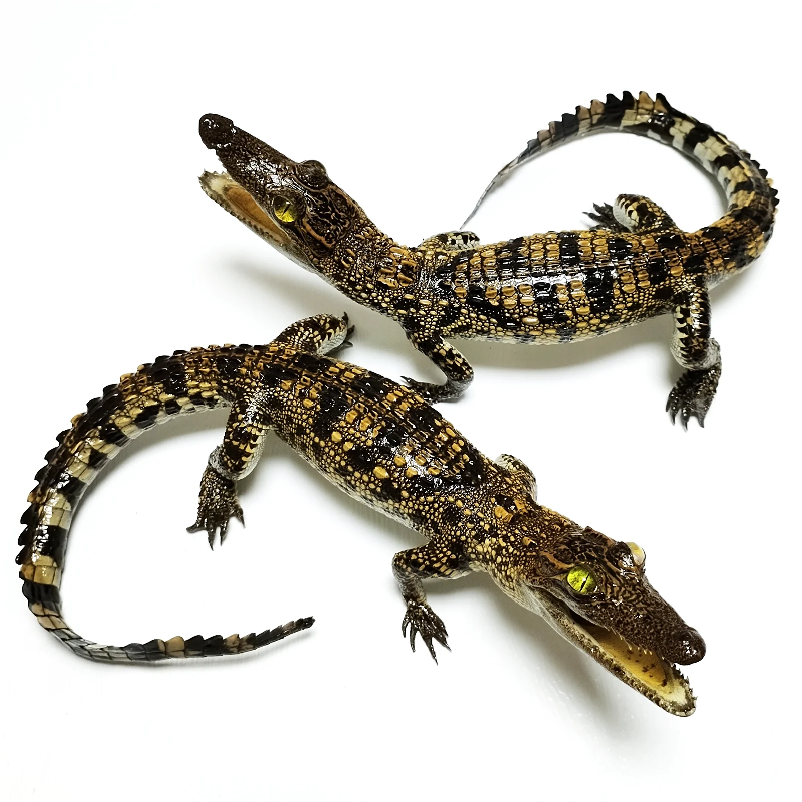 Статуи животных рептилий, искусственная фигурка аллигатора, уникальные изделия ручной работы, коллекционер, домашний декор, идеальный подарок для любителей природы
Статуи животных рептилий, искусственная фигурка аллигатора, уникальные изделия ручной работы, коллекционер, домашний декор, идеальный подарок для любителей природы