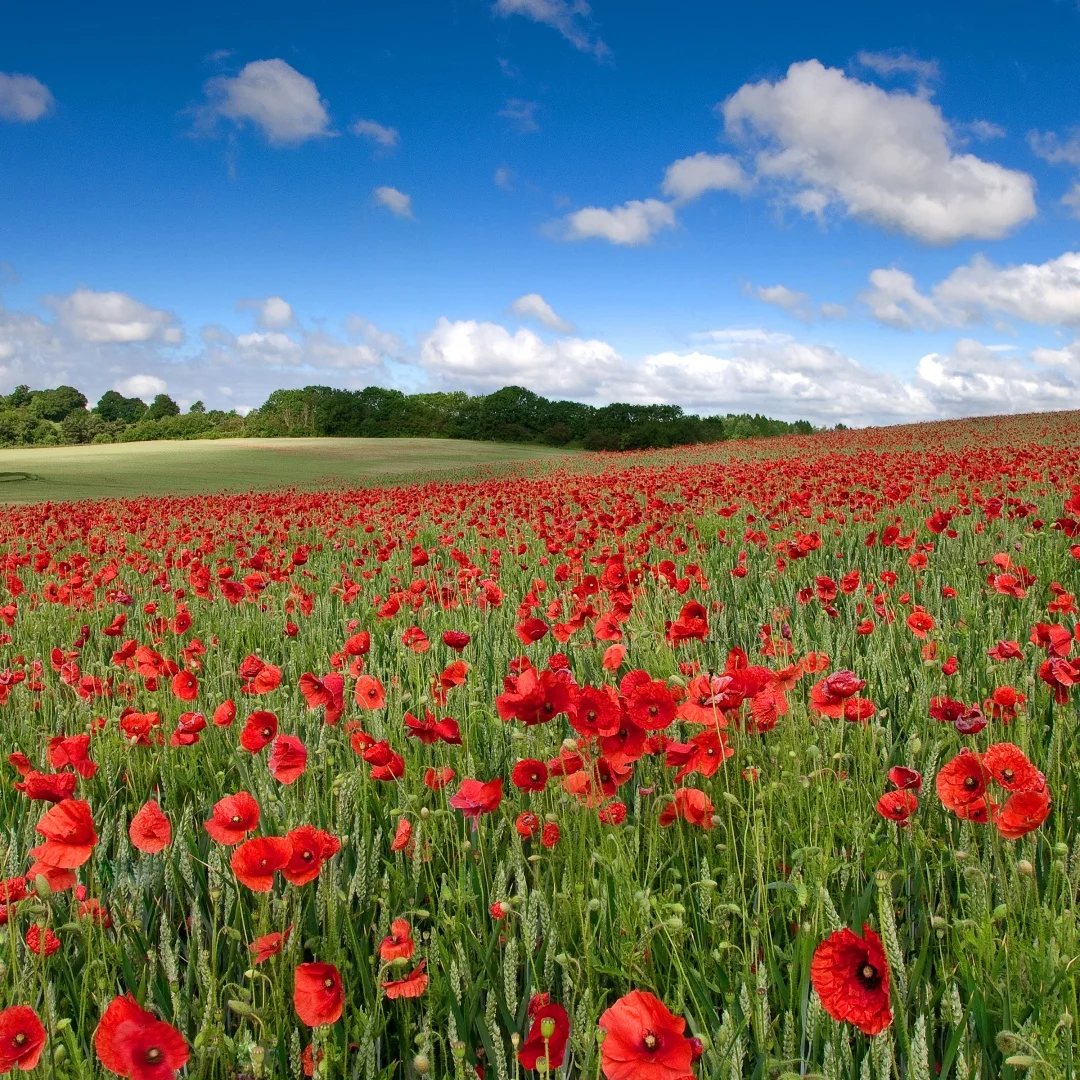 13-дюймовое автомобильное радио для Dodge Durango android Carplay, мультимедийное радио, автомобильный экран, автосистема, GPS-навигация, DSP, стерео автомобиль
13-дюймовое автомобильное радио для Dodge Durango android Carplay, мультимедийное радио, автомобильный экран, автосистема, GPS-навигация, DSP, стерео автомобиль