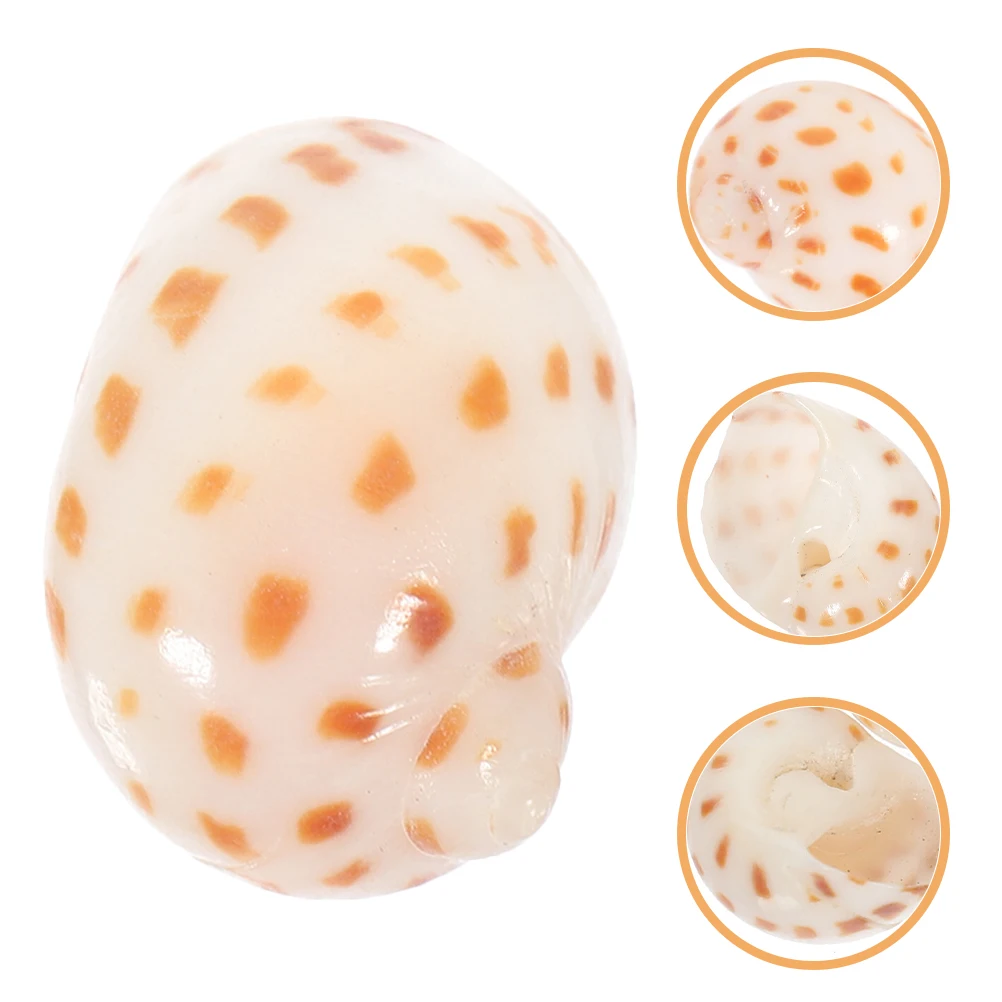 30pcs DIY Small Flower Dotted Conch Hermit Crab Shells for Aquarium Fish Tank Decoration Natural Craft Desktop Ornament Bulk 
30pcs DIY Small Flower Dotted Conch Hermit Crab Shells for Aquarium Fish Tank Decoration Natural Craft Desktop Ornament Bulk