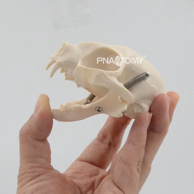 Simulation cat skull structure skeleton anatomy model medical pet hospital veterinary teaching display teaching aids
Simulation cat skull structure skeleton anatomy model medical pet hospital veterinary teaching display teaching aids
