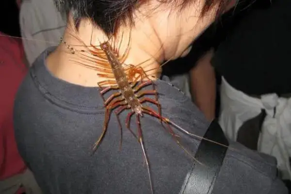 4PCS 1.9'' Crawler Tires + Dual-Stage EVA Foam Inserts - for 1/10 RC Crawler TRX4/TRX6, Axial SCX10 GEN7/8 (90046) - Upgrade Kit
4PCS 1.9'' Crawler Tires + Dual-Stage EVA Foam Inserts - for 1/10 RC Crawler TRX4/TRX6, Axial SCX10 GEN7/8 (90046) - Upgrade Kit